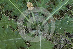 close-up: starshaped spiny whitish thistle leaves on the ground photo