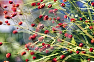 Close up of steams in the sun day. Shallow depth of field