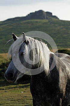 Close Up Steel Grey Pony