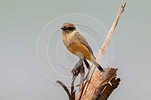 Close up of Stejneger's Stonechat