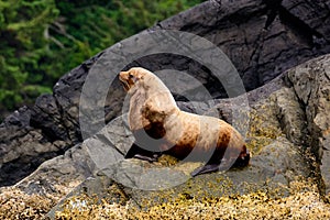 Close up of a Stellar sealion