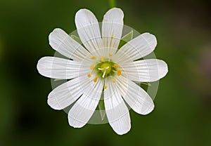 Close up of a Stellaria with green background