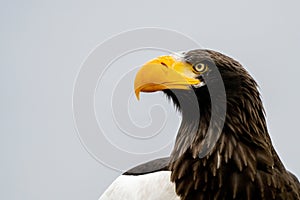 Close up of a Steller's sea eagle head. Yellow bill and eye, large nostrils. Against the background of nature