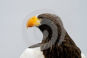 Close up of a Steller& x27;s sea eagle head. Yellow bill and eye, large nostrils. Against the background of nature