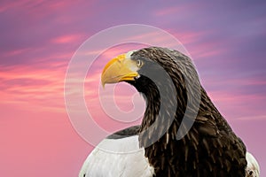 Close up of a Steller's sea eagle head. Yellow bill and eye, large nostrils. Against the background of a purple and red