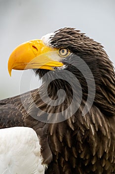 Close up of a Steller`s sea eagle head. Yellow bill and eye, large nostrils. Against sky and grass