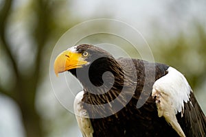 Close up of a Steller`s sea eagle head. Yellow bill and eye, large nostrils. Against sky and grass