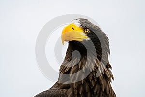 Close up of a Steller's sea eagle head. Yellow bill and eye, large nostrils. Against sky and grass