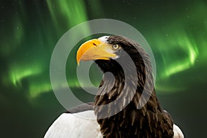 Close up of a Steller's sea eagle head. Yellow bill and eye, large nostrils. Green northern lights, polar light behind