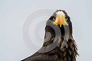 Close up of a Steller's sea eagle head. Yellow bill and eye, large nostrils. Snot drips from the nostril. Against the