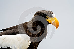 Close up of a Steller`s sea eagle head. Yellow bill and eye, large nostrils. Snot drips from the nostril. Against the background