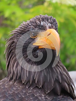 Close up of a steller`s sea eagle