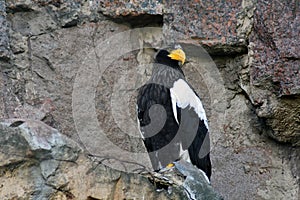 Close up of a Steller`s sea eagle on the rocks.