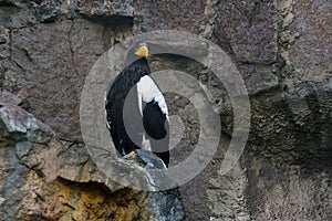 Close up of a Steller`s sea eagle on the rocks.