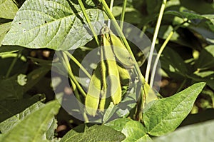 Close up of stem beans, Edamame beans, Soybean pods (Glycine max L. Merrill), in Yogyakarta, Indonesia