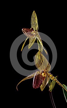 Close-up of stem of blooming paphiopedilum rothschildianum