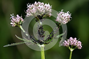 Close-up of the stem and flowers of a valerian plant which has many black aphids tended by ants