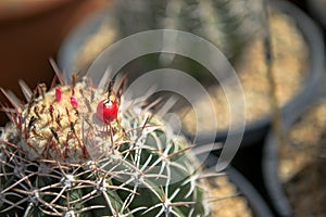 Close up stem of melocactus with red fruit on cephalium