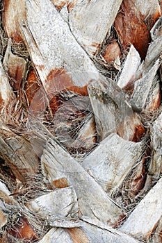 Close-up of the stem of a palm tree covered with old dry leaf bases.