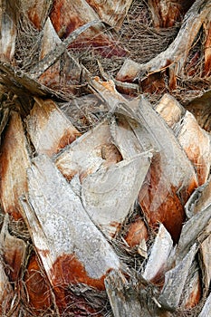 Close-up of the stem of a palm tree covered with old dry leaf bases.