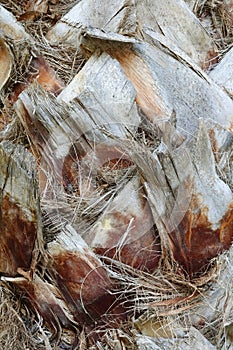 Close-up of the stem of a palm tree covered with old dry leaf bases.