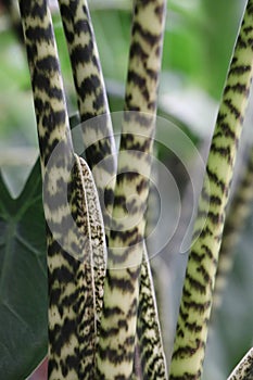 Close up of the stems of an Alocasia zebrina