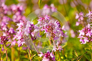 Close up stems of flowering thyme outdoors