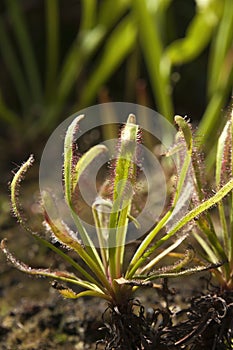 Close-up of stems id sundew plant with sticky mucilage to catch insects