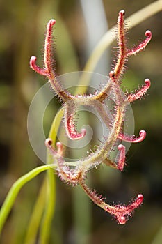 Close-up of stems id sundew plant with sticky mucilage to catch insects