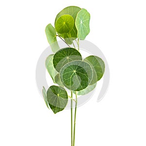 Close-up Stephania erecta leaf on isolated background. with clipping paths