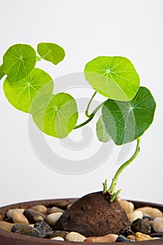 Close up of a Stephania Erecta Plant photo