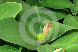 Close-up of Stepladder ginger (Costus malortieanus) in tropical garden in Bali, Indonesia