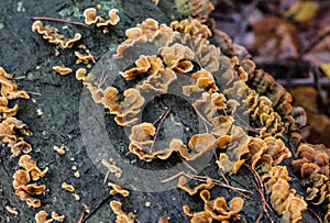 Stereum gausapatum mushroom growing on tree photo