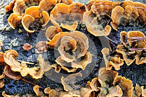 Stereum gausapatum mushroom growing on tree photo