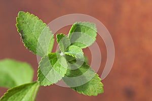 Close-up of a stevia plant Stevia rebaudiana