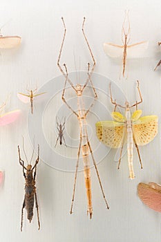 stick insect specimens
