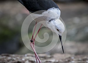 Close up of stilt bird