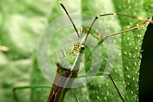 Close-up stilt bug nymph, berytidae