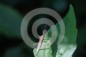 Close-up stilt bug nymph, berytidae