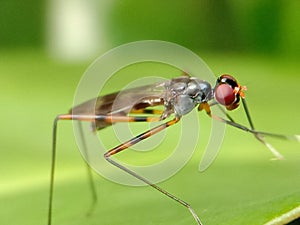Close-up stilt-legged flies