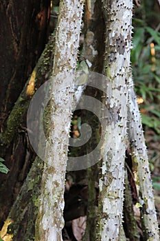 Close up of the stilt like, thorny roots on the Walking Palm, Socratea exorrhiza, in the Amazon rainforest