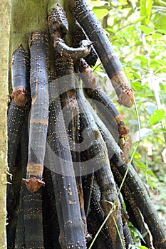 Close up of the stilt roots of a Walking Palm tree, Socratea exorrhiza in the jungle of the Amazon Rainforest