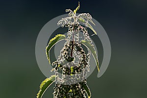 Stinging nettle plant