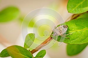 Close up of stinky bug on green leaf