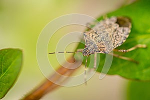 Close up of stinky bug on green leaf