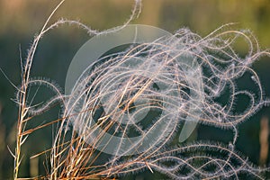 Close up of the stipa plant in the wonderful sunset light