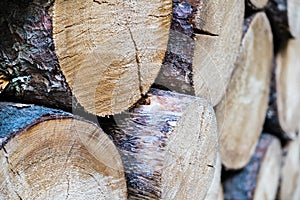 Close-up of stockpile sawn firewoods from raw forest tree trunks