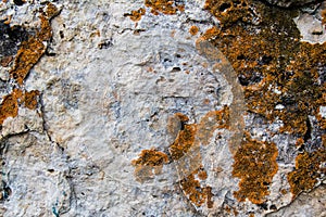 Close-up of stone covered by lichen