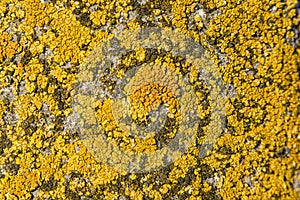 Close-up of stone covered by lichen