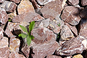 Close-up in the stone garden with gravel from red granite and small green plants  2